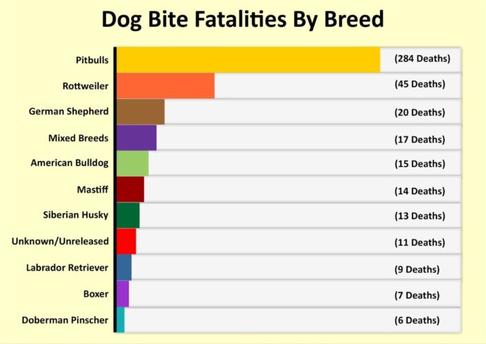 how many chihuahua attacks per year? 2